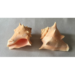 Strombus Pugilina Arcaria 12/13.5cm par 1
