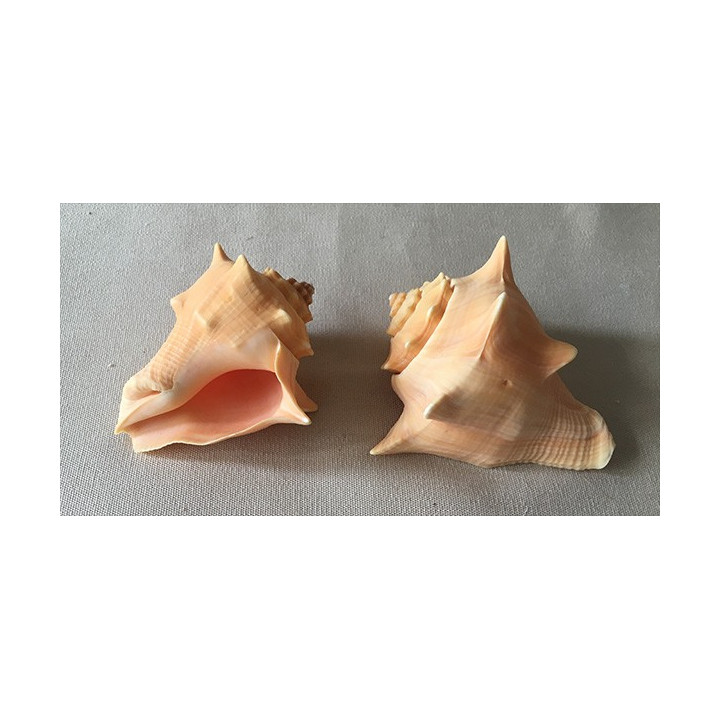 Strombus Pugilina Arcaria 12/13.5cm by 1