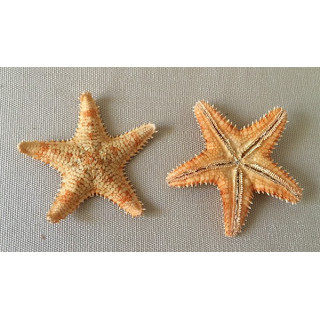 Sea Star Asteropdeidae 5.5/8cm by 25