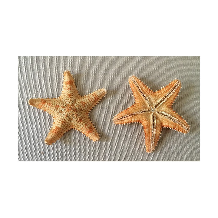Etoile de Mer Asteropdeidae 5.5/8cm par 25