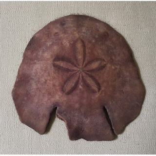 Sea urchin Test Pancake 13/15cm lot of 6