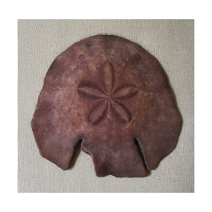 Sea urchin Test Pancake 13/15cm lot of 6