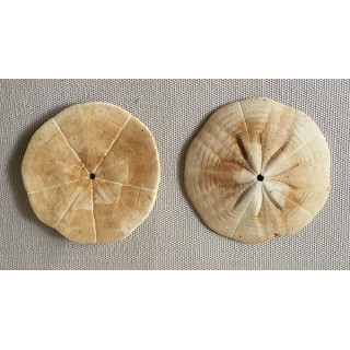 Test Dollar des Sables Hélice 4/5cm lot de 12