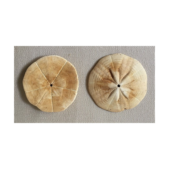Dollar Test of The Propeller Sands 4/5cm batch of 12