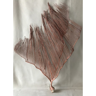 Gorggone red spleen 60/70cm (24'' - 28'') by 1