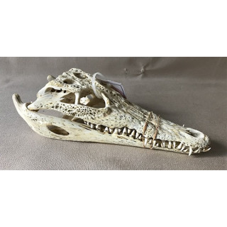 Crâne de crocodile 25/28cm avec cites par 1