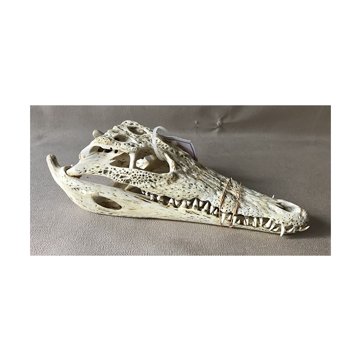 Crâne de crocodile 25/28cm avec cites par 1