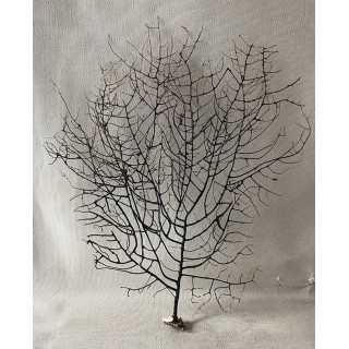 Black lace gorgon 16/20cm (6'' - 8'' ) by 6