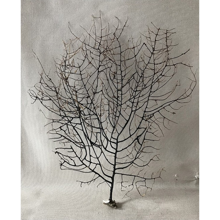 Black lace gorgon 16/20cm (6'' - 8'' ) by 6