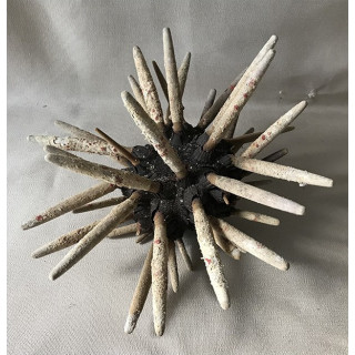 Sea urchin Pencil Giant 19/24cm lot of 2