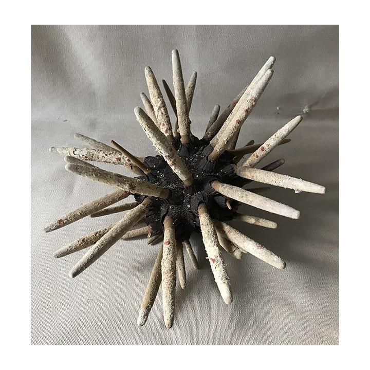 Oursin Crayon géant 19/24cm lot de 2