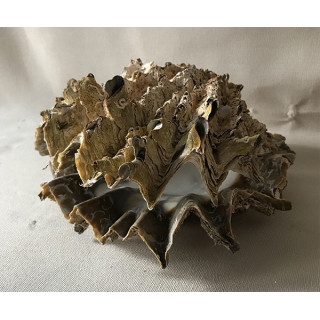 Lopha tridacnaformis 10/12cm