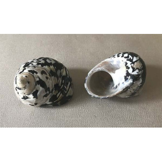 Turbo pica noir 5/7cm par 25