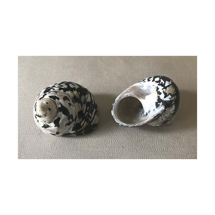 Turbo pica noir 5/7cm par 25