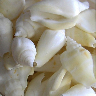 White chula 1.5/3cm by 2kg