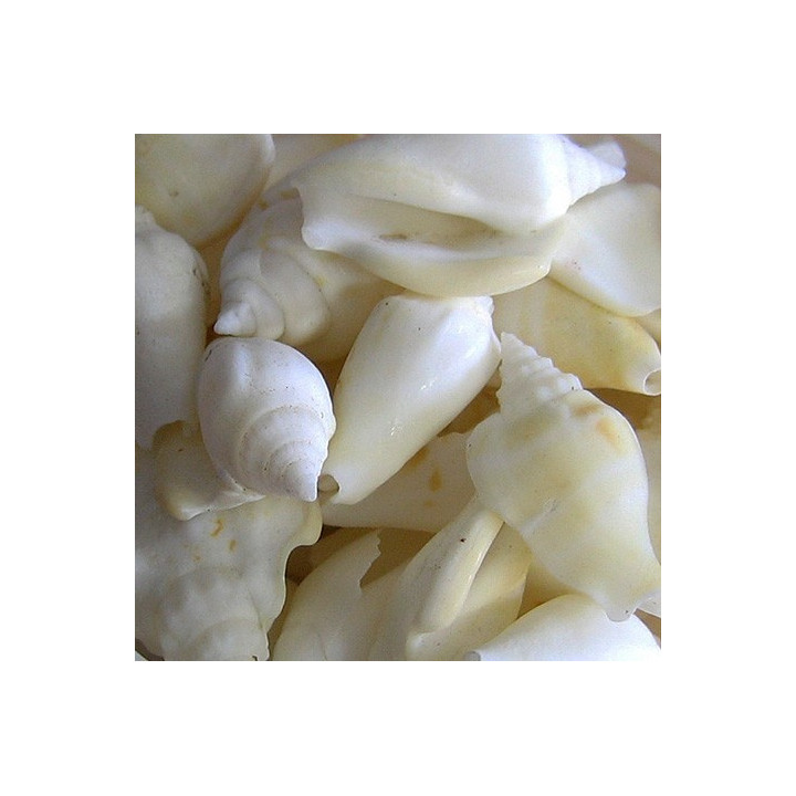 White chula 1.5/3cm  par 2kg