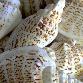 Strombus variabilis 4/6cm by 2kg