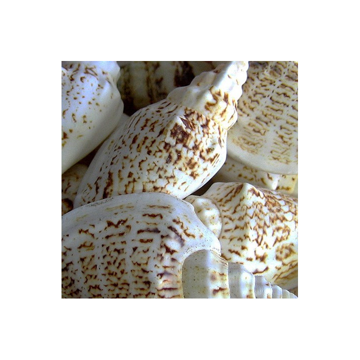 Strombus variabilis 4/6cm par 2 kg