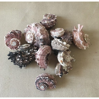 Angaria naturelle au kilo 3.5/5 cm par 2 kg