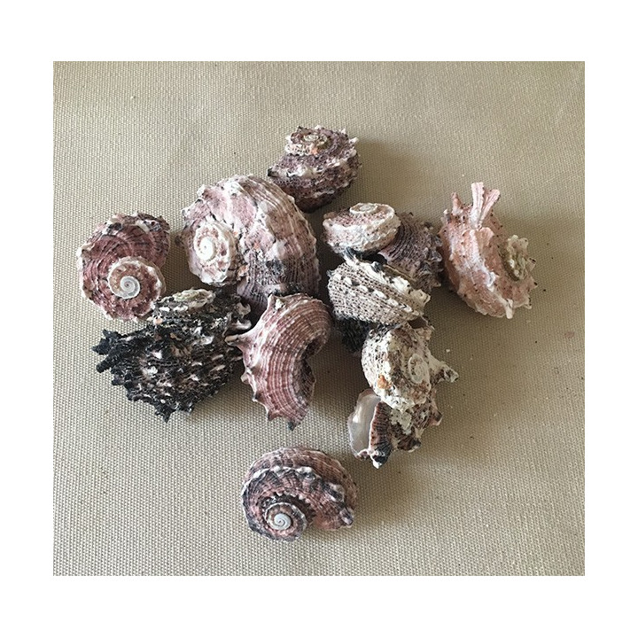 Angaria naturelle au kilo 3.5/5 cm par 2 kg