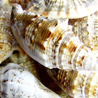 Strombus aurisdianae 3.5/5cm vendu par 2kilos