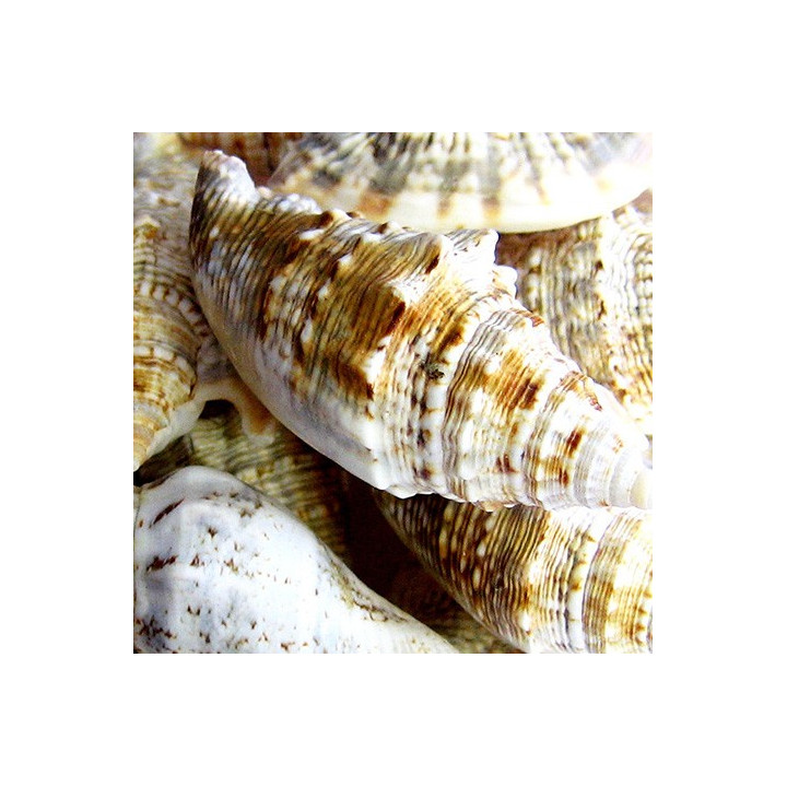 Strombus aurisdianae 3.5/5cm vendu par 2kilos