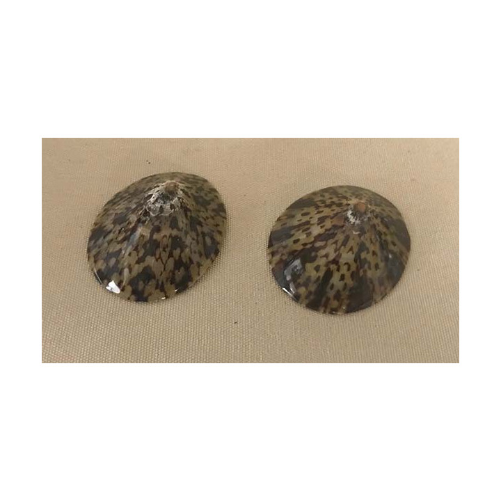 Polished limpet 5/7cm by 12