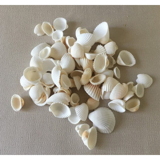 Small white shell 2.5/4cm by 2kg