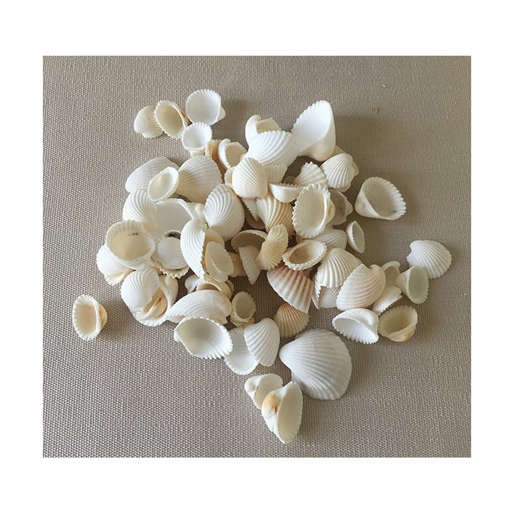 Petite coque blanche 2.5/4cm par 2 kilos