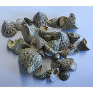 Tectus Fenestratus 1.5" per 2kg