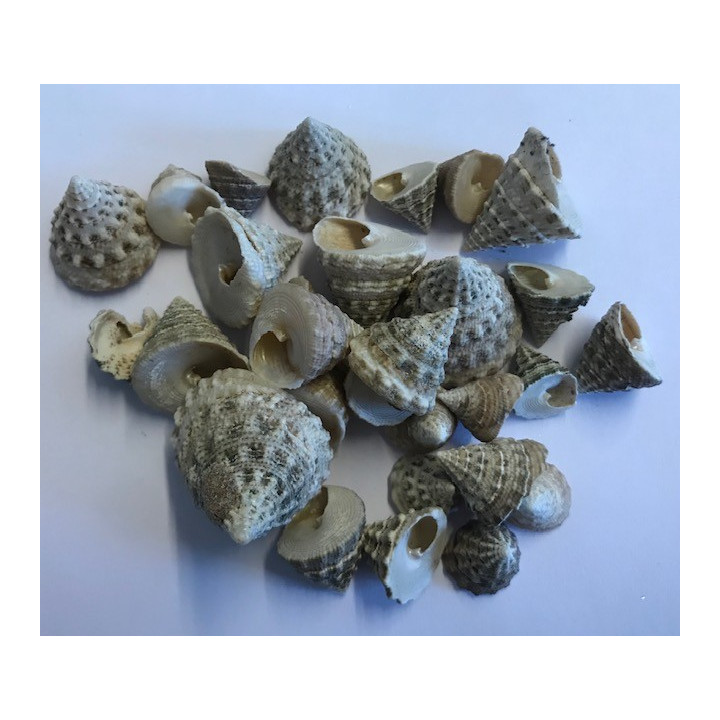 Tectus Fenestratus 1.5" par 2kg