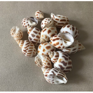 Babylonia aerolata 1/3cm per 2kg