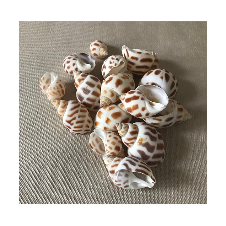 Babylonia aerolata 1/3cm per 2kg