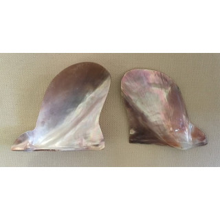 Brown lip 8/9cm by 12