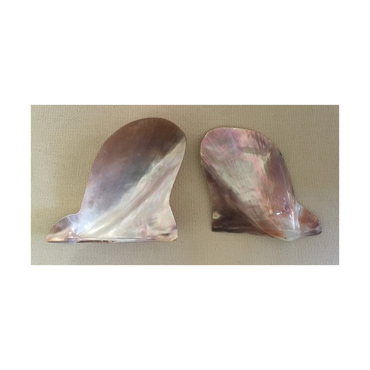 Brown lip 8/9cm by 12