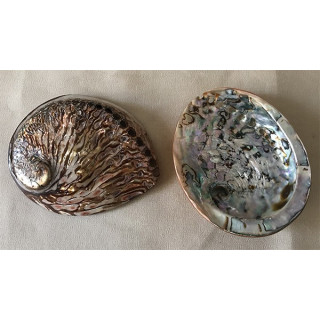 Abalone brown colored rufescens 13/15cm by 1