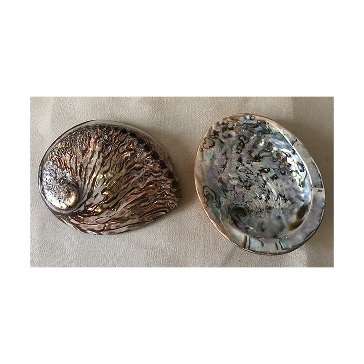 Abalone rufescens colorée marron 13/15cm par 1