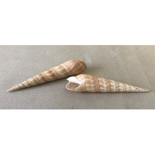 Terebra dimidiata 2ème choix 9/12cm par 25