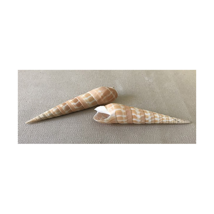 Terebra dimidiata 2ème choix 9/12cm par 25