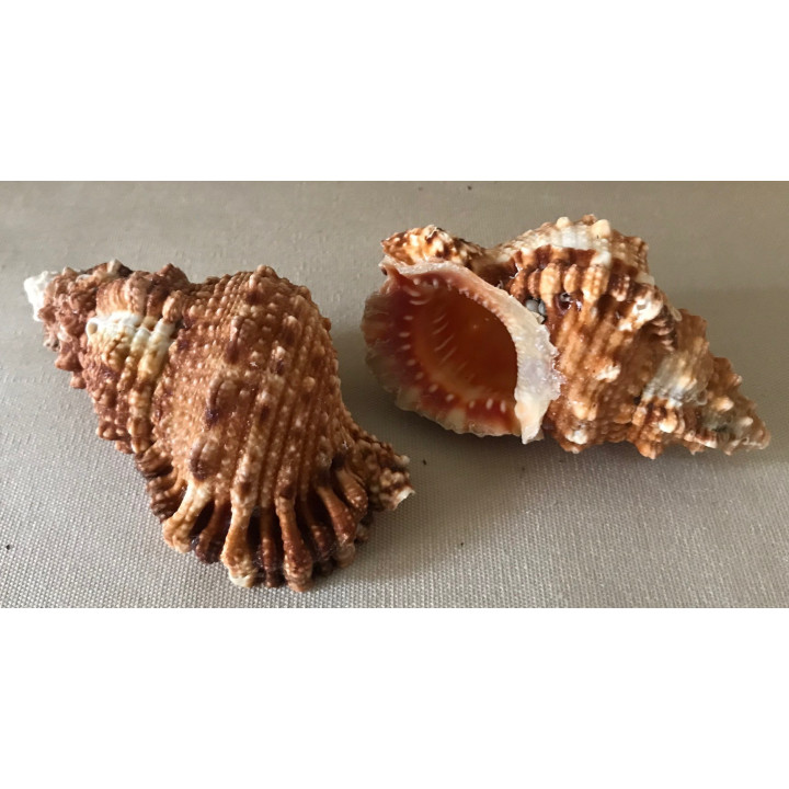 Bursa rubeta 7/10cm par 25
