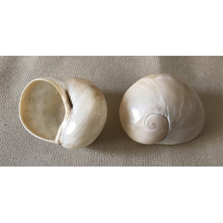 Terrestre - Helicostyla blanc poli 3/5cm par 12