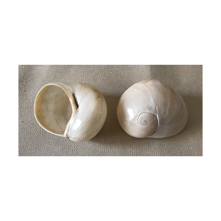 Terrestre - Helicostyla blanc poli 3/5cm par 12