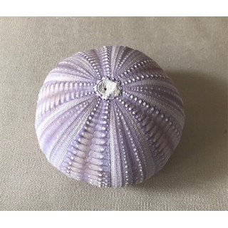 Purple sea urchin test 8/10cm by 6