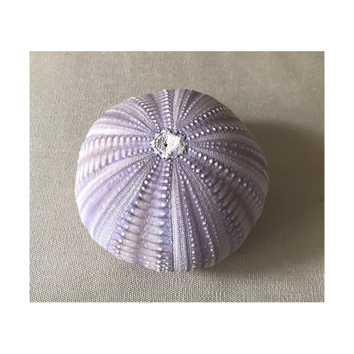 Purple sea urchin test 8/10cm by 6