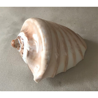 Cymbiola nobilis engraved spiral 15/16cm by 6