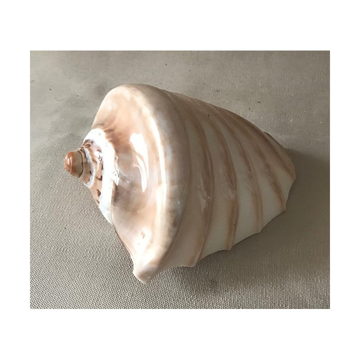 Cymbiola nobilis gravée spirale 15/16cm par 6