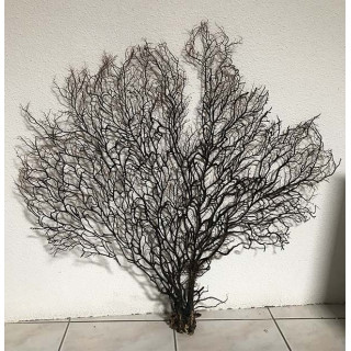 Gorgone noire arbre de mer 90/105cm ( 36''-40'') par 1