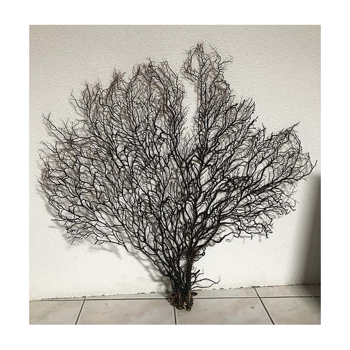 Gorgone noire arbre de mer 90/105cm ( 36''-40'') par 1