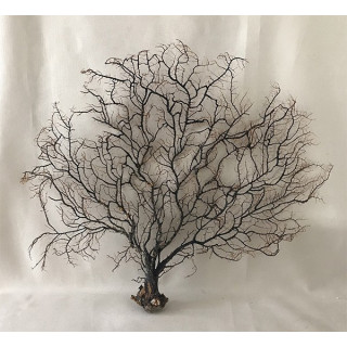 Black Gorgon tree 49/70cm (24''-28') by 1