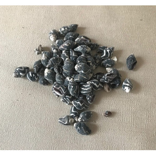 Pyrene Ocellata 1cm lot de 2kg